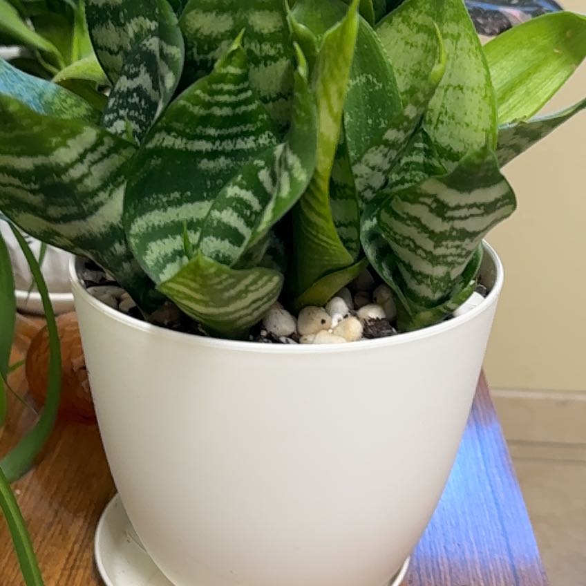 Photo of the plant species Forest Star by @YG_yeezy named Momma Star on Greg, the plant care app