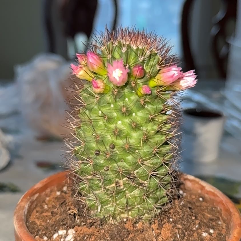 Photo of the plant species Pincushion cactus by @SportScolochloa named Lucy on Greg, the plant care app