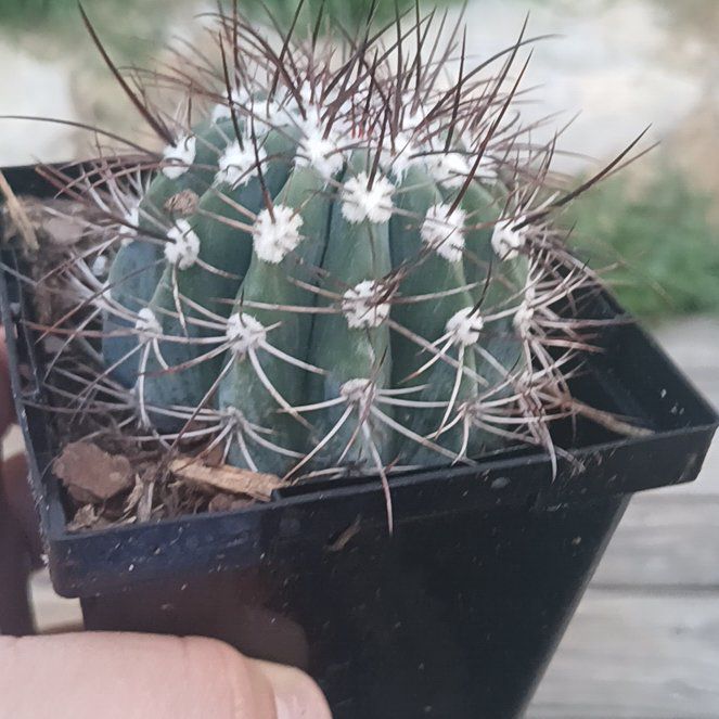 Photo of the plant species Melocactus azureus ferreophilus by @HighBloodroot named Ulysses S Plant on Greg, the plant care app