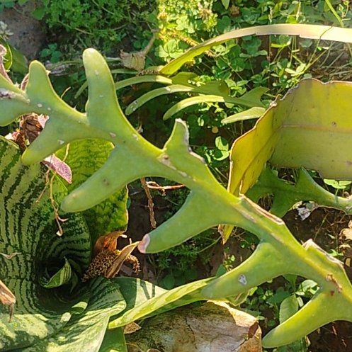 Photo of the plant species Monarch Fern by @ImmenseHedera88 named Khaleesi on Greg, the plant care app