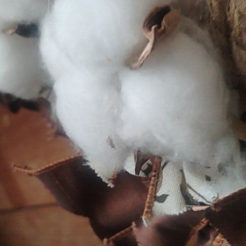 Photo of the plant species Upland Cotton by @ImmenseHedera88 named Delilah on Greg, the plant care app