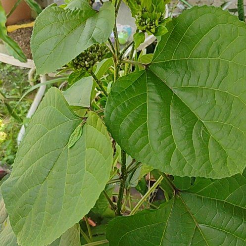 Photo of the plant species Rose Glorybower by @ImmenseHedera88 named Rainier on Greg, the plant care app