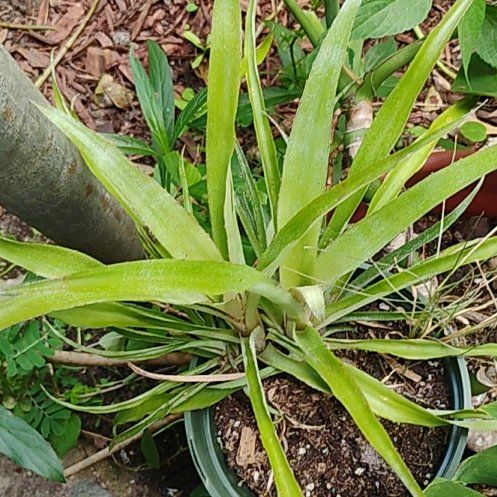 Photo of the plant species False Aloe by @ImmenseHedera88 named Ulysses S Plant on Greg, the plant care app