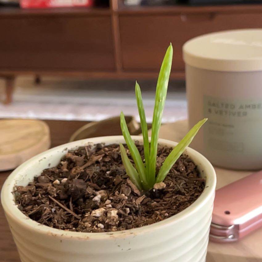 Photo of the plant species Fan Aloe by @HotSeaspurge71 named Kevin on Greg, the plant care app