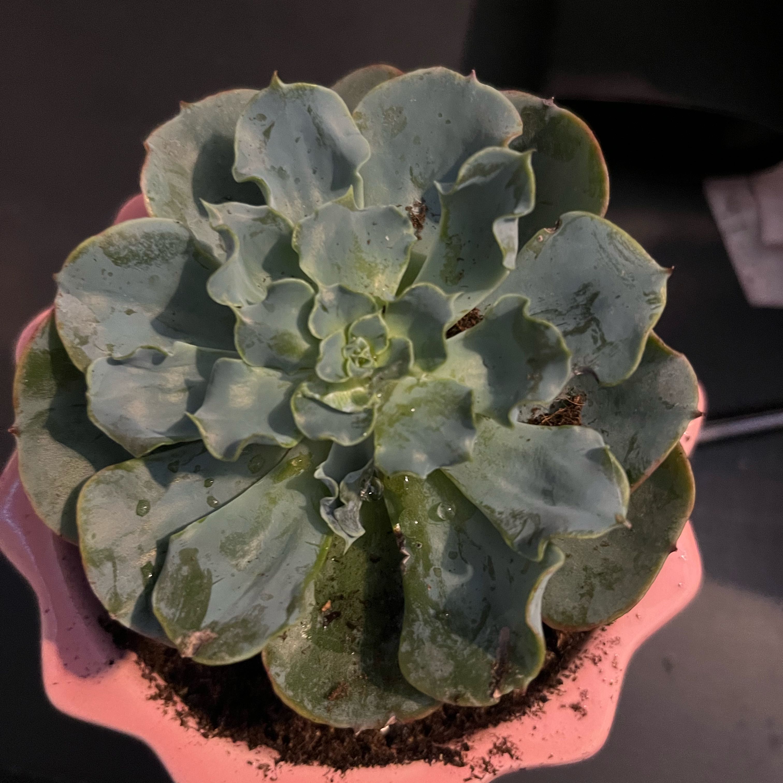 Photo of the plant species Echeveria 'Raindrops' by @ExpertTimeout40 named Frank on Greg, the plant care app