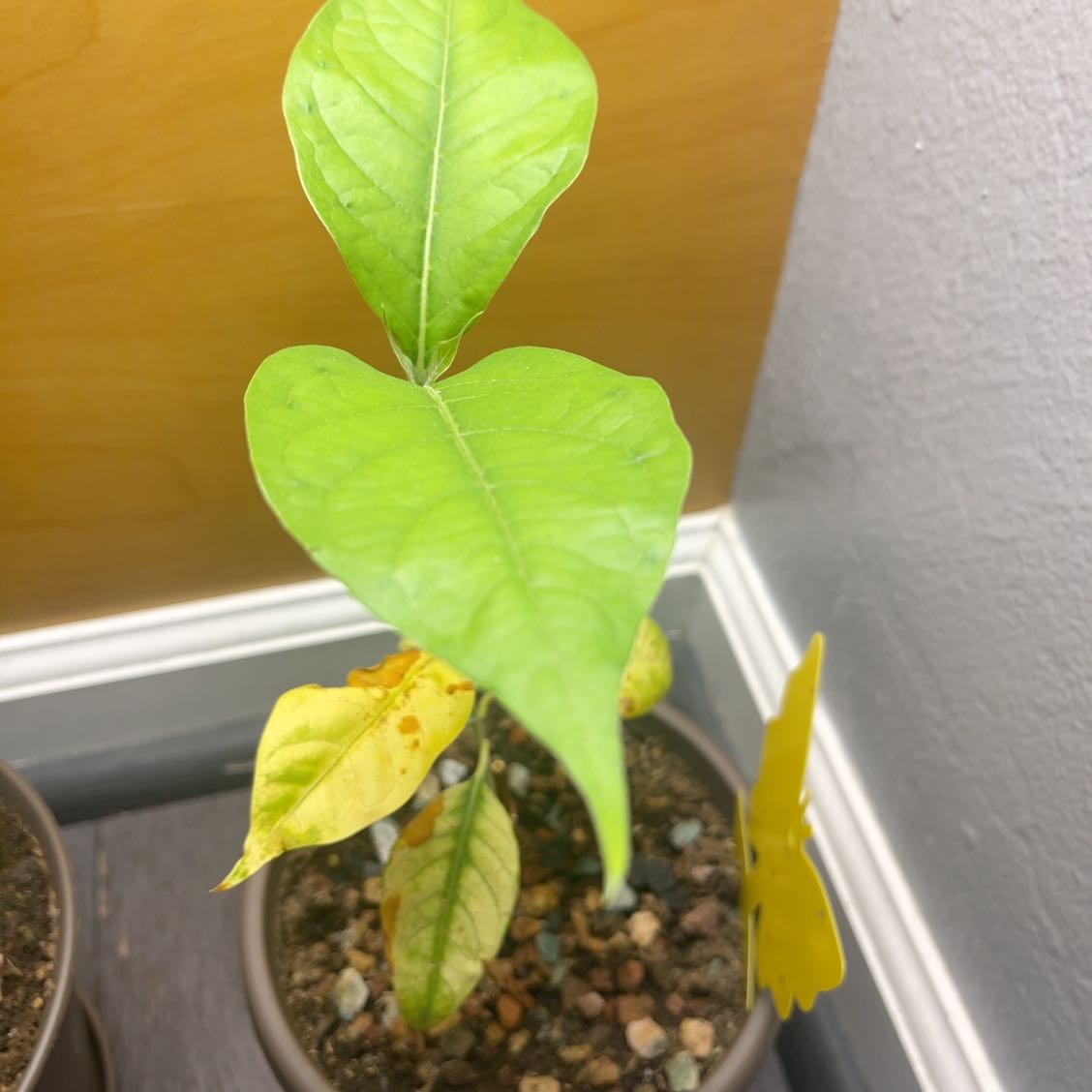 Photo of the plant species Soul Vine by @GrowingQuenepa named Maya on Greg, the plant care app