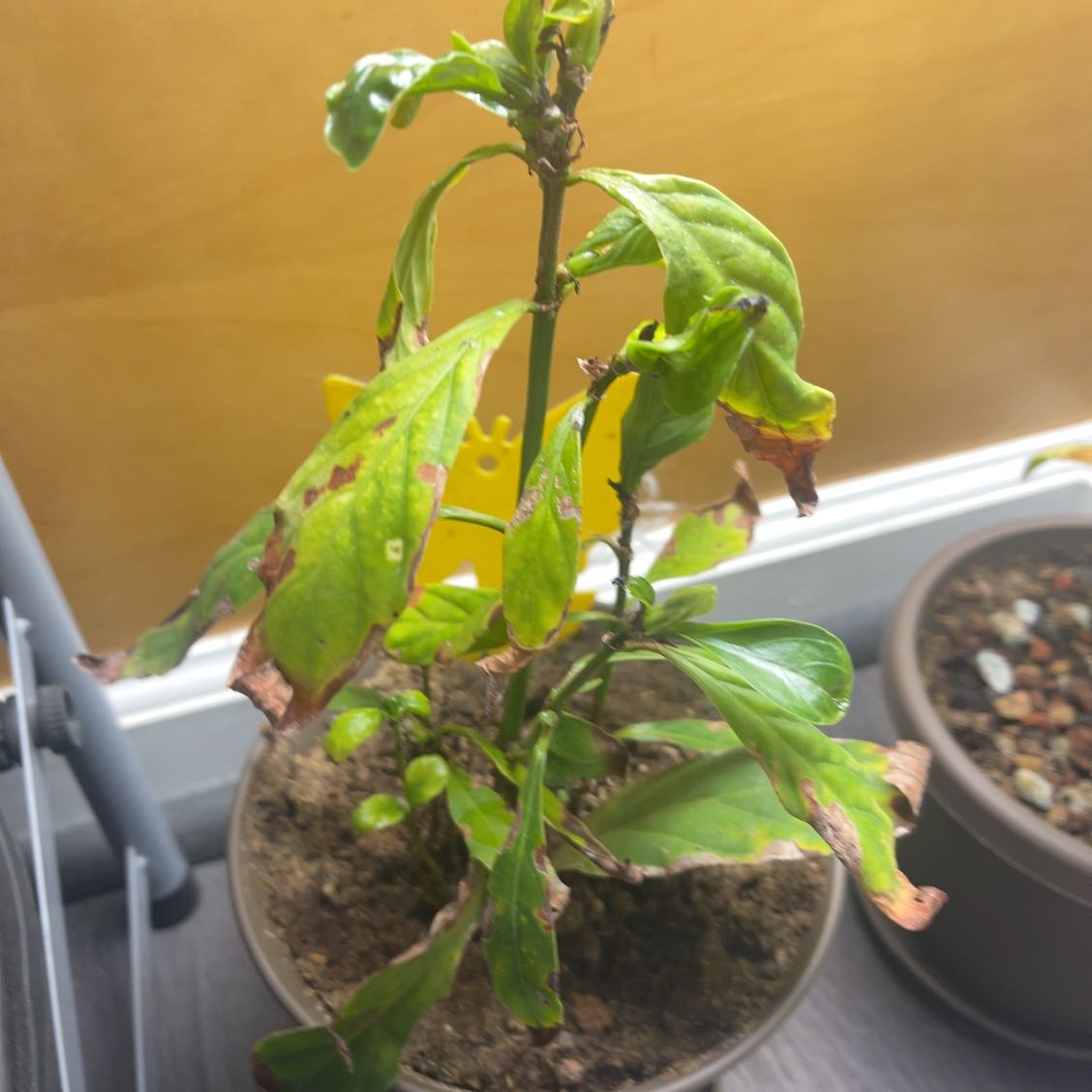 Photo of the plant species Chacruna by @GrowingQuenepa named Naomi on Greg, the plant care app