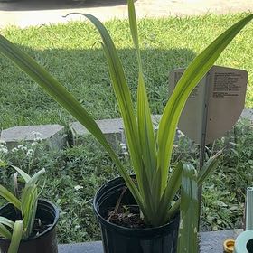 Photo of the plant species Walking Iris by @Tbone26 named Madonna on Greg, the plant care app