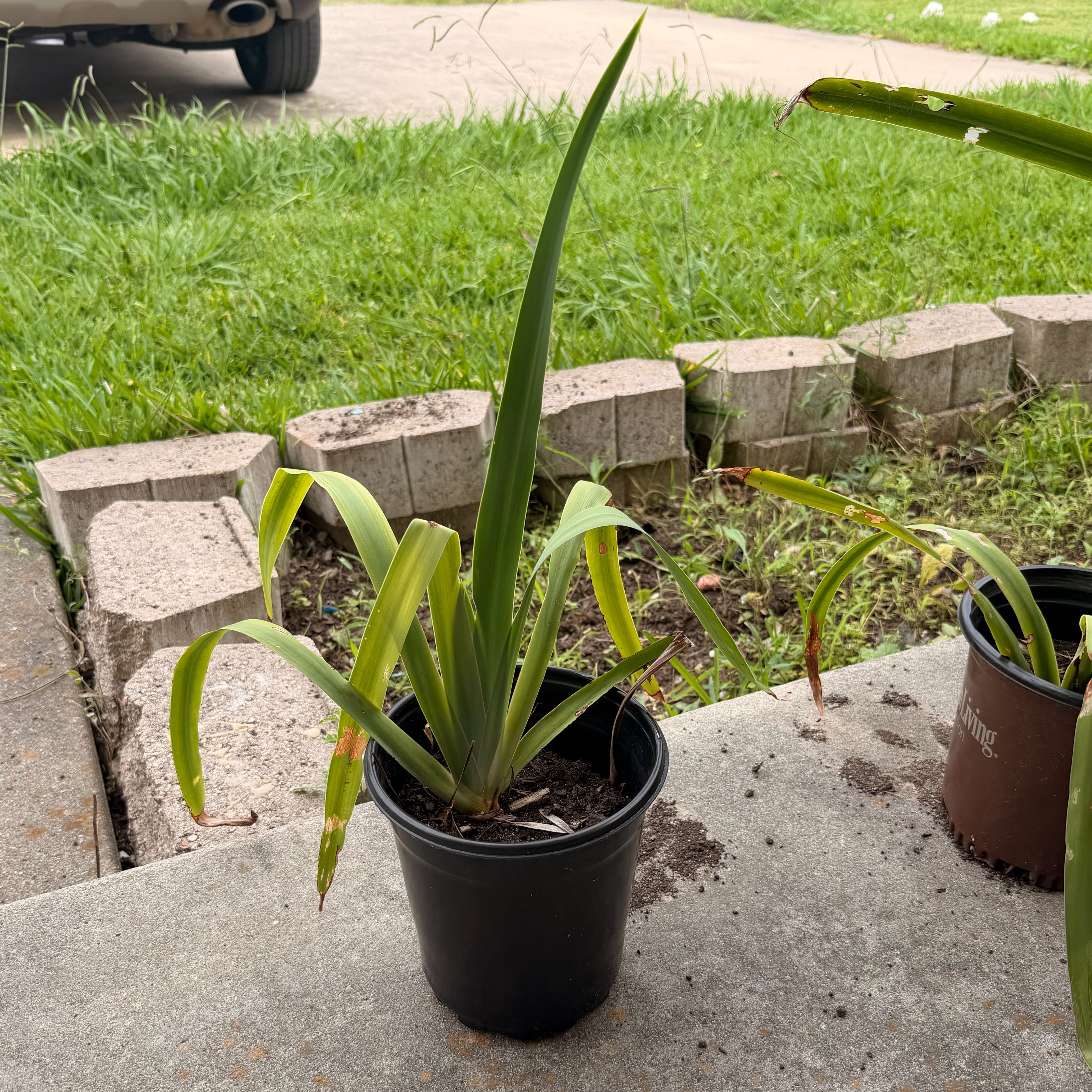 Photo of the plant species Walking Iris by @Tbone26 named Kardashian on Greg, the plant care app