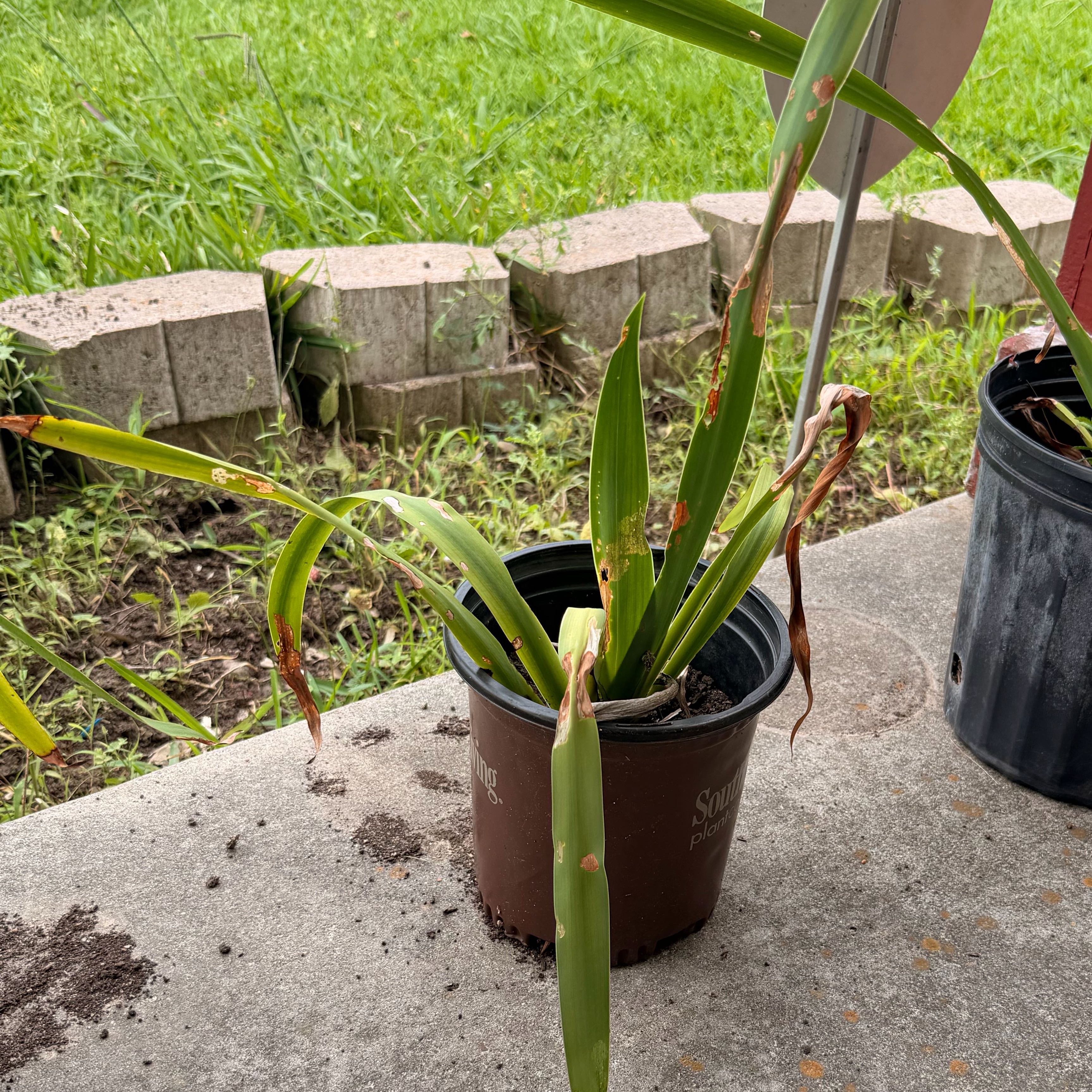 Photo of the plant species Walking Iris by @Tbone26 named Cleopatra on Greg, the plant care app