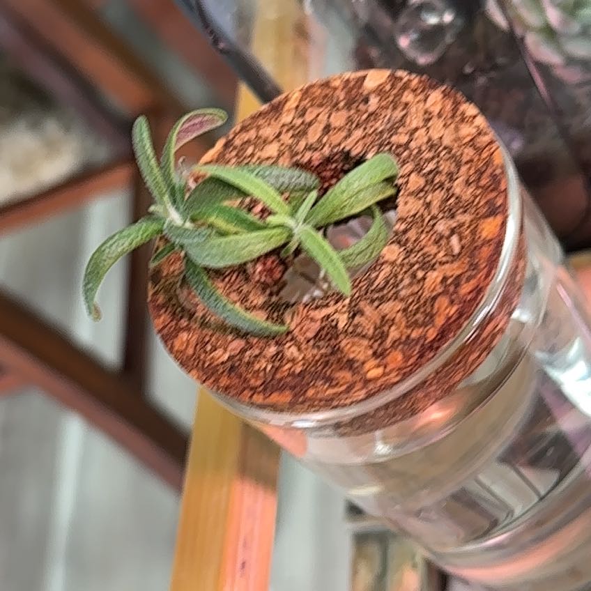 Photo of the plant species rosemary by @YeahFrithia75 named Elina on Greg, the plant care app
