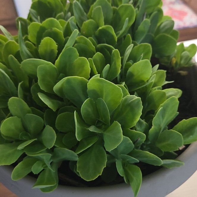 Photo of the plant species Autumn Joy Sedum by @VastSweetmint93 named Luna on Greg, the plant care app
