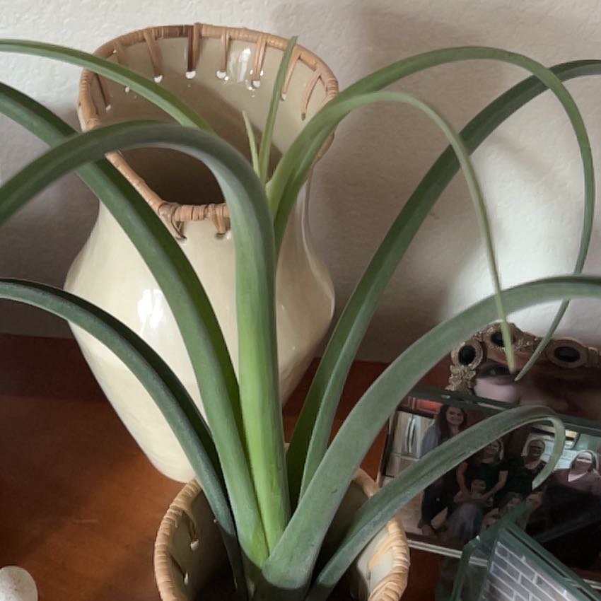 Photo of the plant species Pregnant Onion by @ResoluteRosilla named Demi on Greg, the plant care app