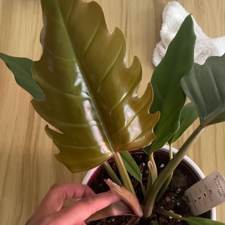 Photo of the plant species philodendron chocolate empress by @Verdantverse named Bruce Lee on Greg, the plant care app