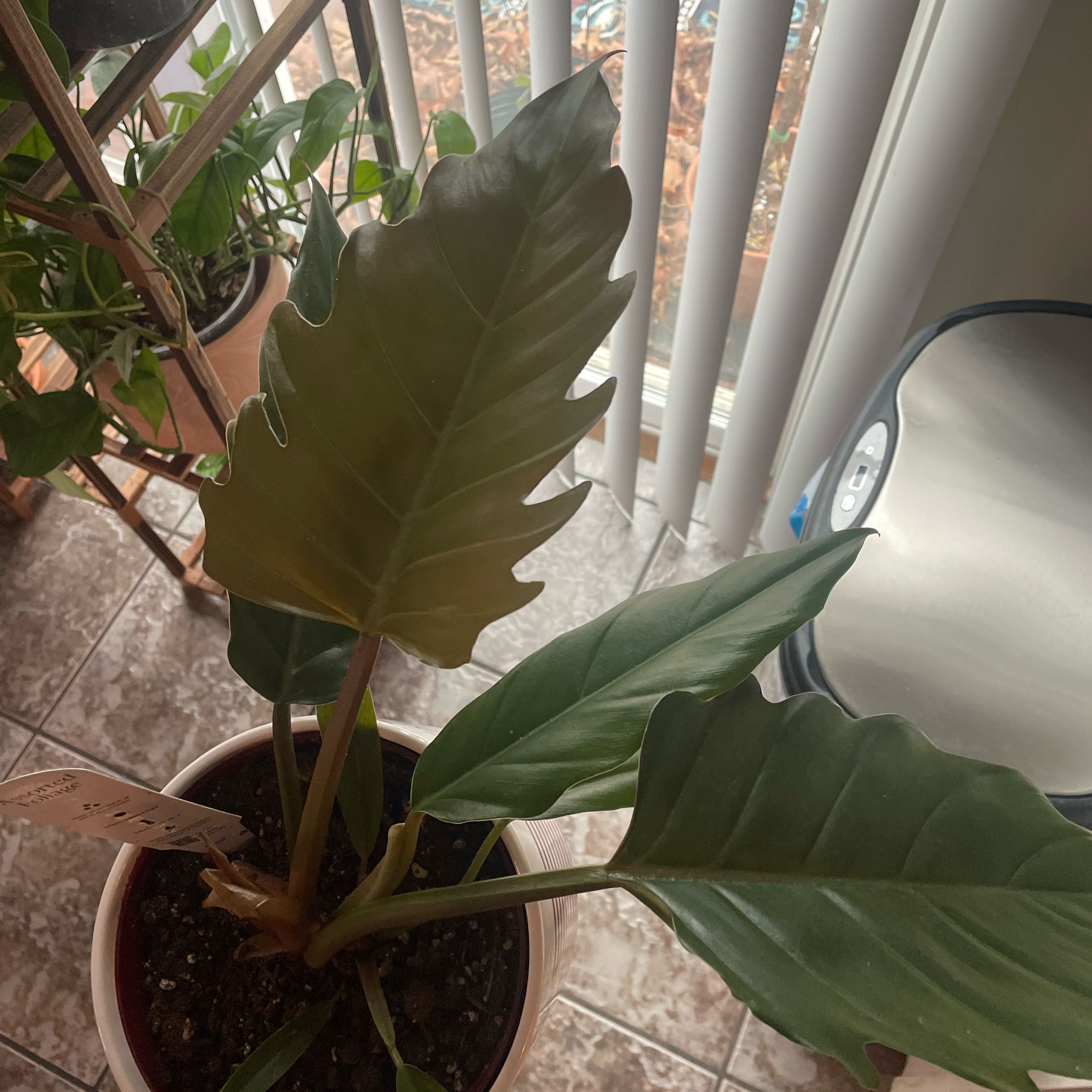 Photo of the plant species Philodendron 'Pluto' by @Verdantverse named Leaf Erickson on Greg, the plant care app