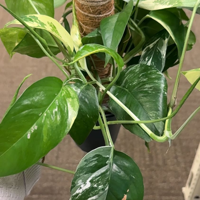 Photo of the plant species Albo Epipremnum Pinnatum by @Mrskingcharming named Denali on Greg, the plant care app