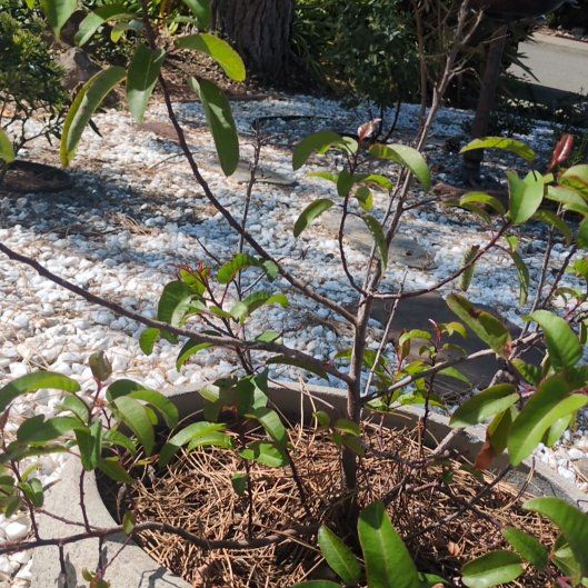 Photo of the plant species Laurel Sumac by @SplendidSedge37 named Laurel Sumac on Greg, the plant care app