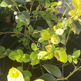 Photo of the plant species Blueberry Bush by @SirGermaniris72 named Curie on Greg, the plant care app
