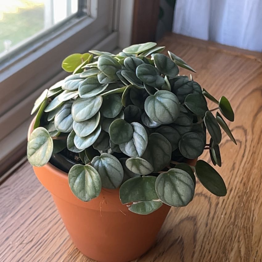 Photo of the plant species Peperomia Little Tuscany by @QuickCutgrass43 named Rosa on Greg, the plant care app