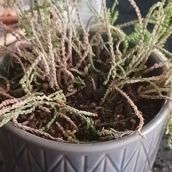 Photo of the plant species Mossy Stonecrop by @ZappyCowpea32 named Rainier on Greg, the plant care app