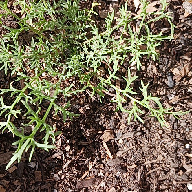 Photo of the plant species Prickly Samphire by @ZappyCowpea32 named Kobe on Greg, the plant care app