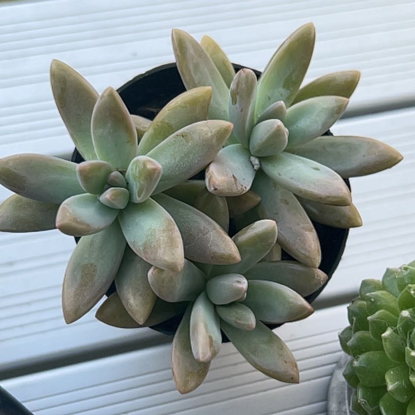 Photo of the plant species Graptoveria 'Blue Pearl' by @FullBurlemarx named Mando on Greg, the plant care app