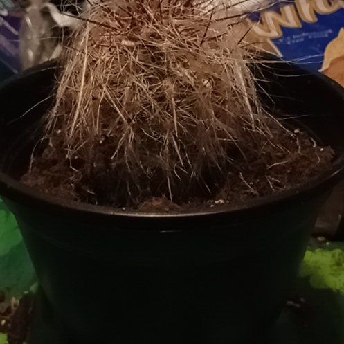 Photo of the plant species Old Man of the Andes by @GemMuhlygrass51 named Drake on Greg, the plant care app