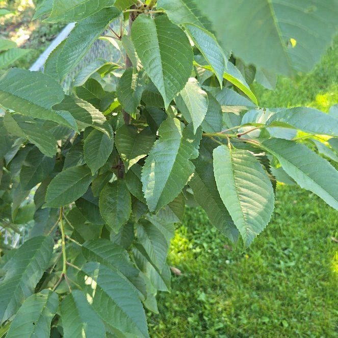 Photo of the plant species Sweet Cherry by @BigBulrush24 named Mando on Greg, the plant care app