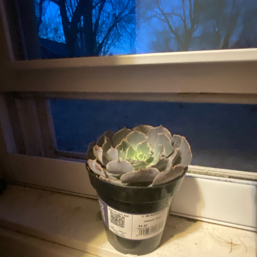 Photo of the plant species Echeveria Belen by @BeefyCaraway15 named greg on Greg, the plant care app