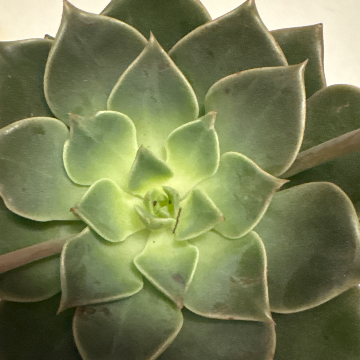 Photo of the plant species Taciveria 'Tasha' by @CivilTreeoflove named Gregarious on Greg, the plant care app