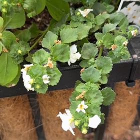 Photo of the plant species Trailing Bacopa by @SirGrowsALot named Delilah on Greg, the plant care app