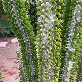 Photo of the plant species Ocotillo by @SirGrowsALot named Gobi on Greg, the plant care app
