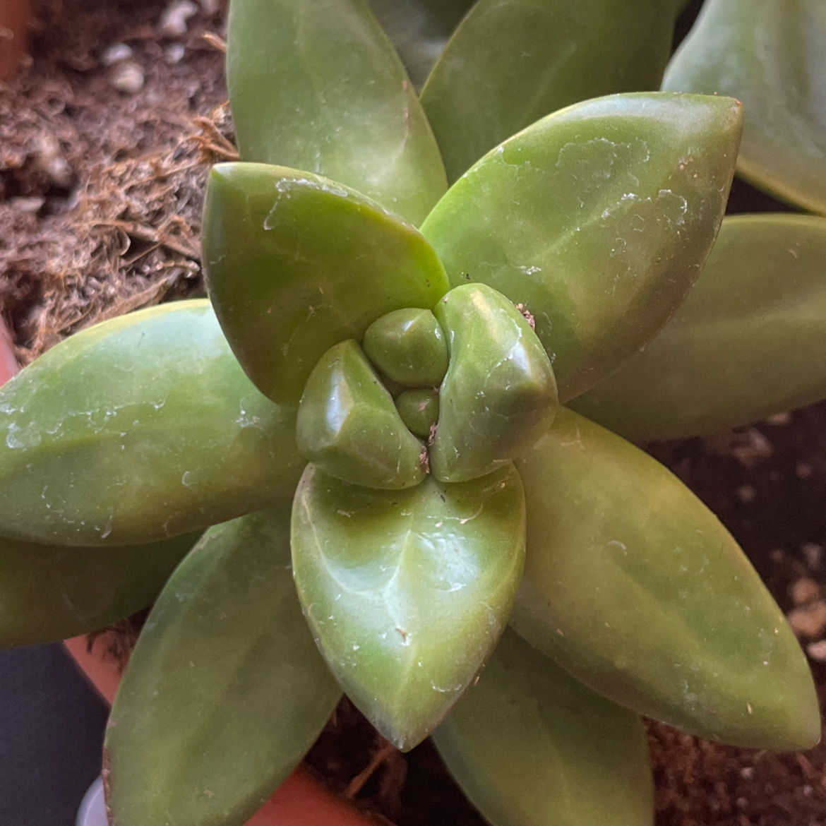 Photo of the plant species Sedum adolphi 'Lime Gold' by @LivelyHoyaburma named Enid on Greg, the plant care app