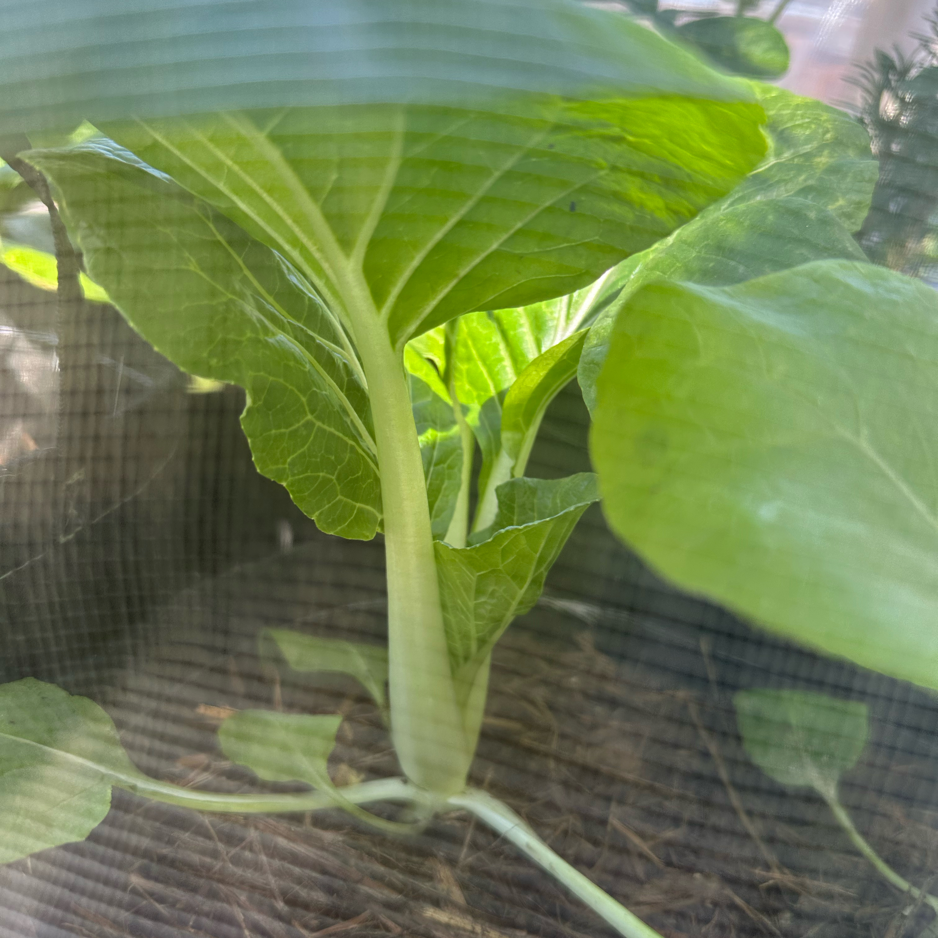 Photo of the plant species Bakchoy by @UntiringFanmoss named Bak Choy on Greg, the plant care app