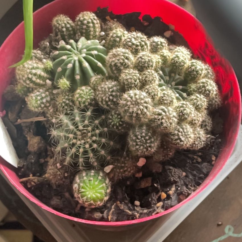 Photo of the plant species Easter Lily Cactus by @Crazycatlady named Naomi on Greg, the plant care app