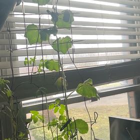 Photo of the plant species Butternut Squash by @Crazycatlady named Drake on Greg, the plant care app