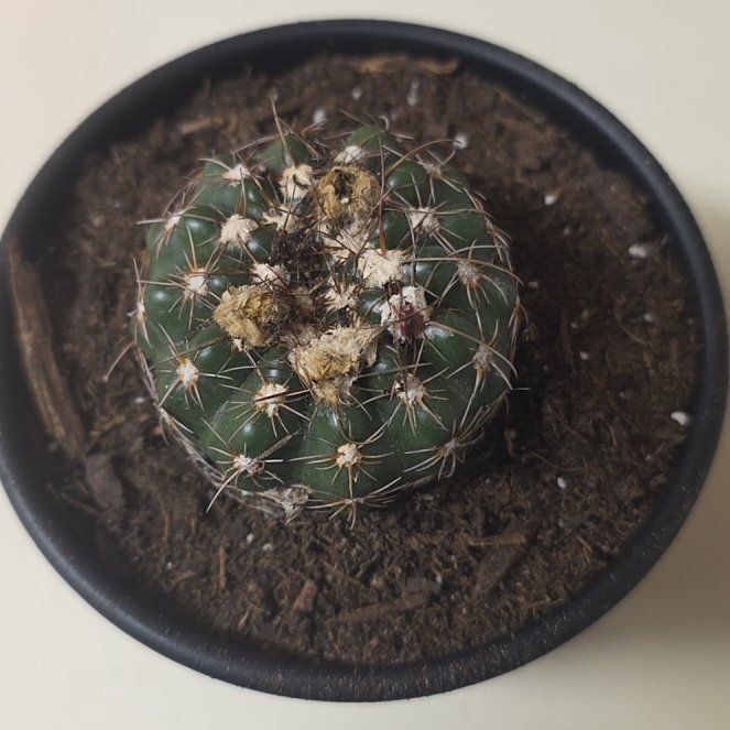 Photo of the plant species Miniature Barrel Cactus by @Cactilover6663 named Hitler on Greg, the plant care app
