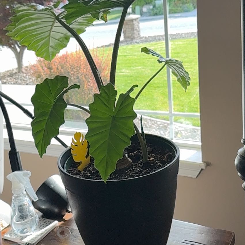 Photo of the plant species Alocasia 'Portora' by @LisaLuv named Girlfriend on Greg, the plant care app