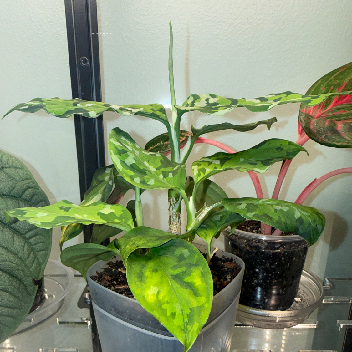 Photo of the plant species Max Tricolor Aglaonema by @LisaLuv named Joe on Greg, the plant care app
