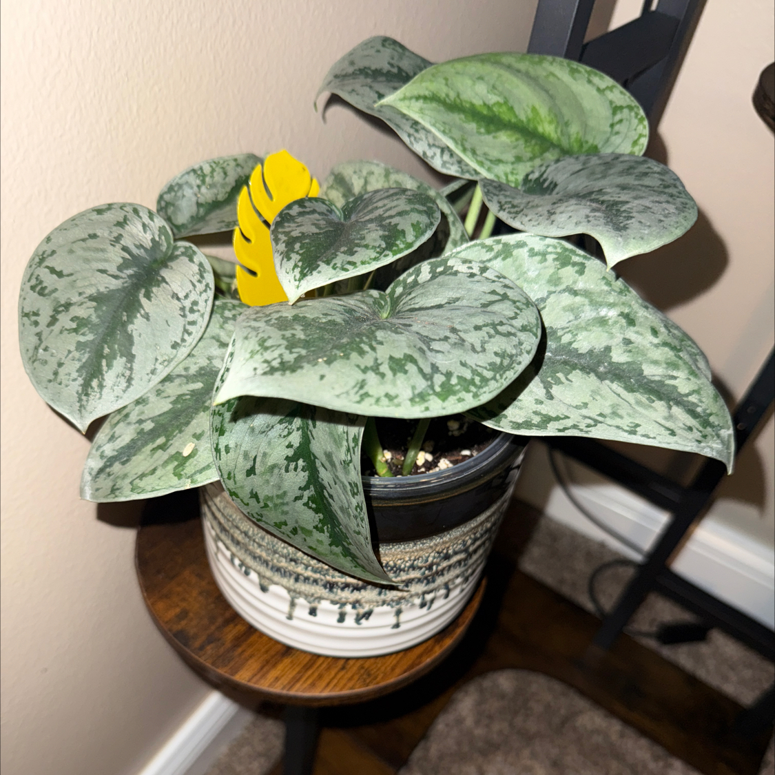 Photo of the plant species Scindapsus Silver Lady by @LisaLuv named Sylvia on Greg, the plant care app