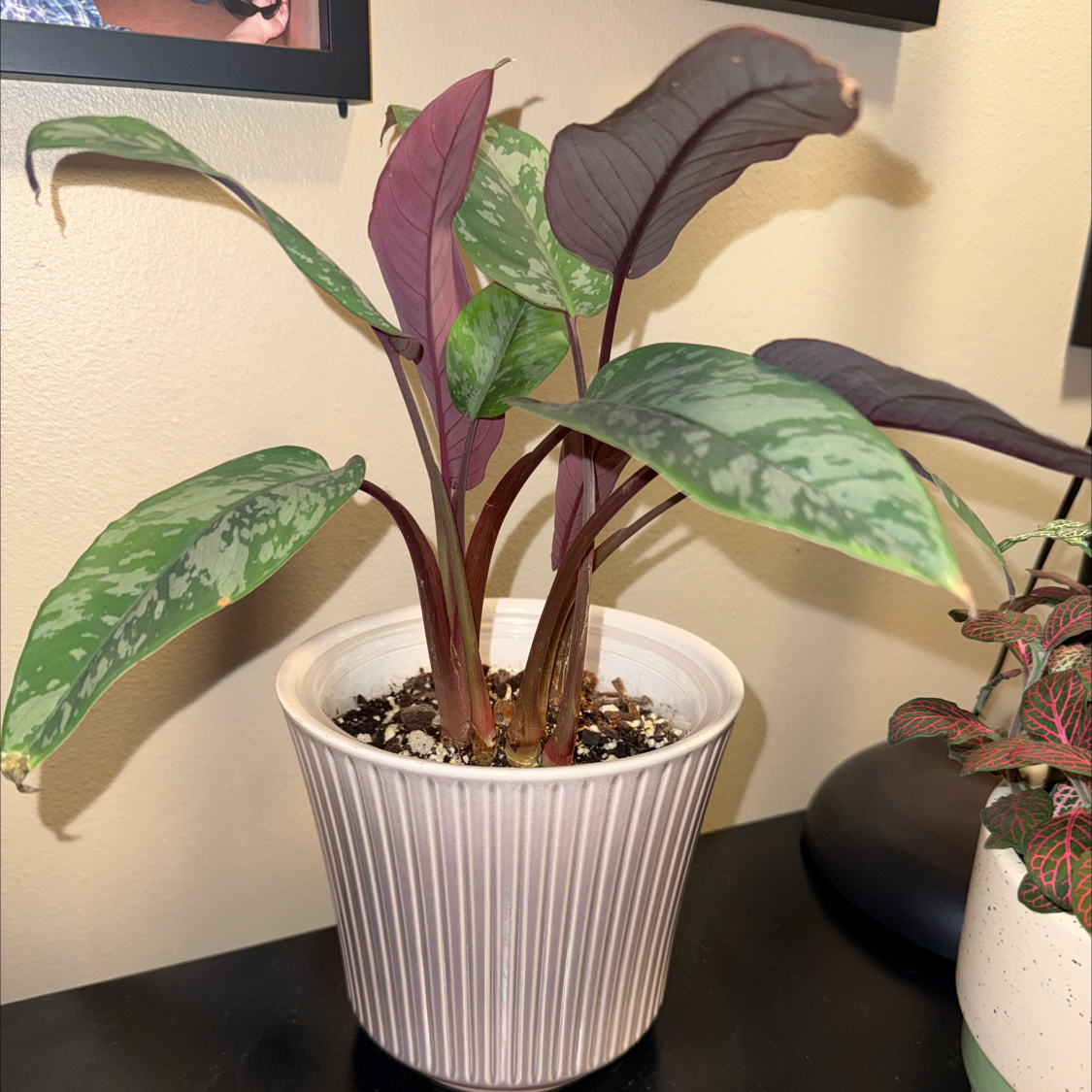 Photo of the plant species Purple Sword by @LisaLuv named Link on Greg, the plant care app