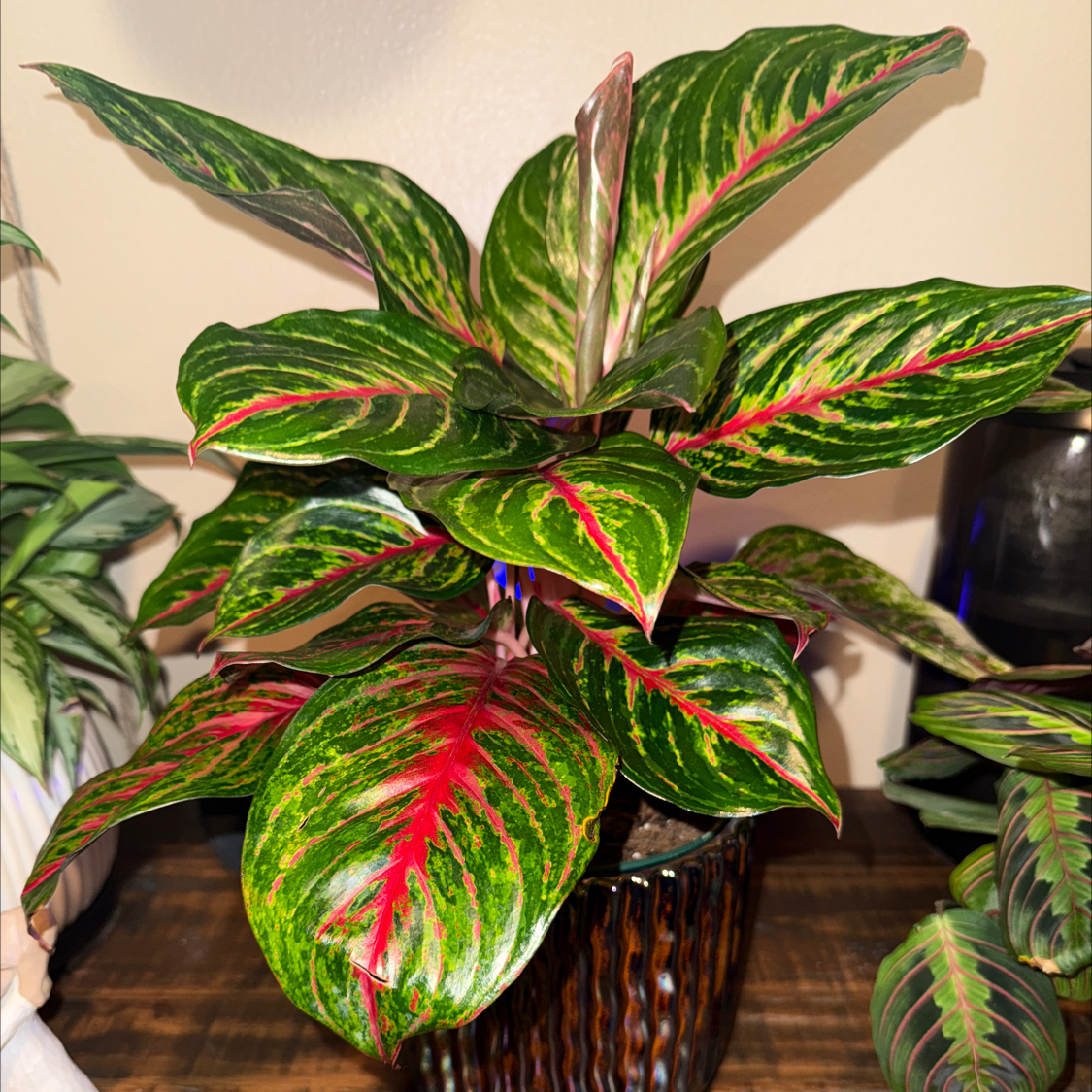 Photo of the plant species Aglaonema 'Red Emerald' by @LisaLuv named Red on Greg, the plant care app