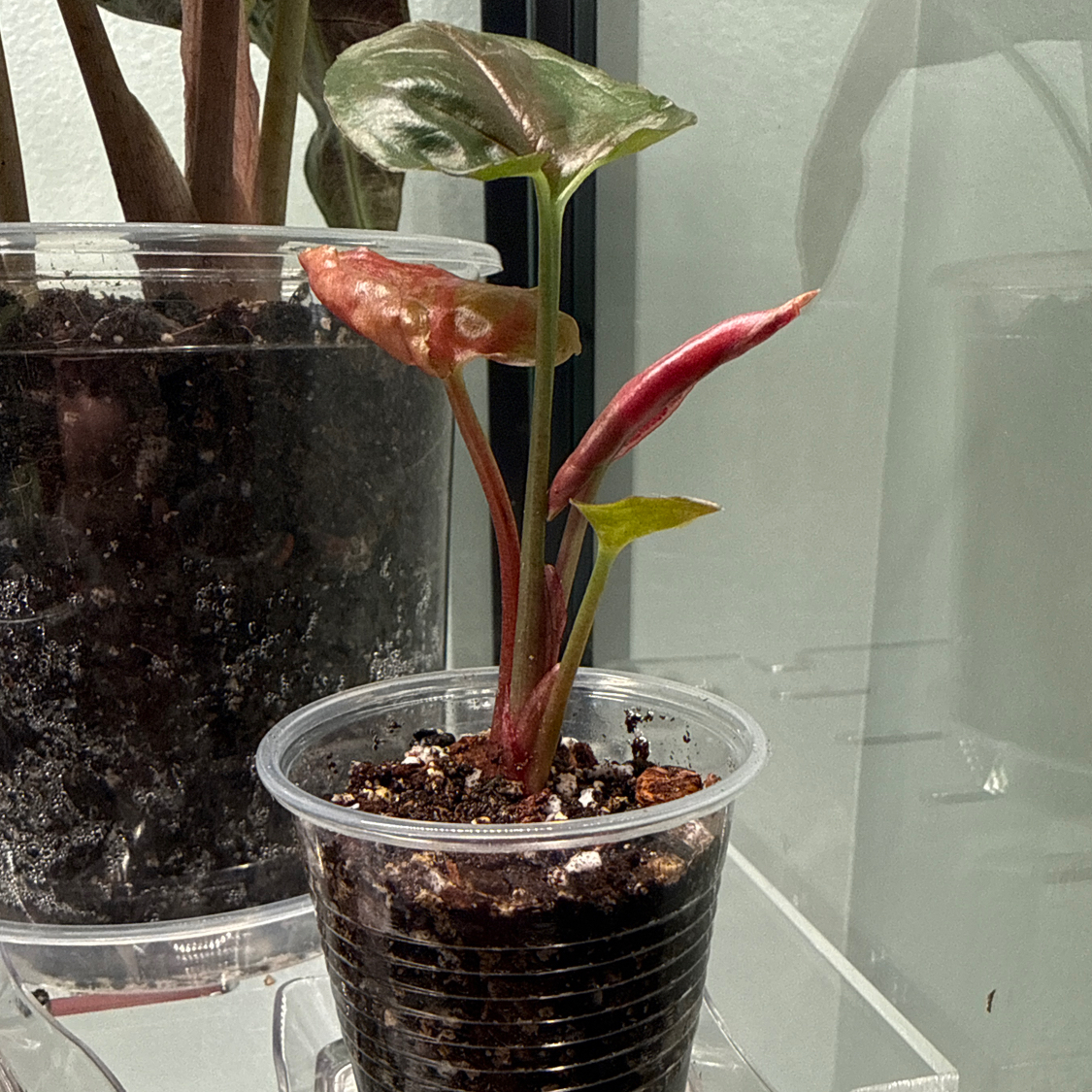 Photo of the plant species Strawberry Ice Galaxy Arrowhead Plant by @LisaLuv named Winona on Greg, the plant care app