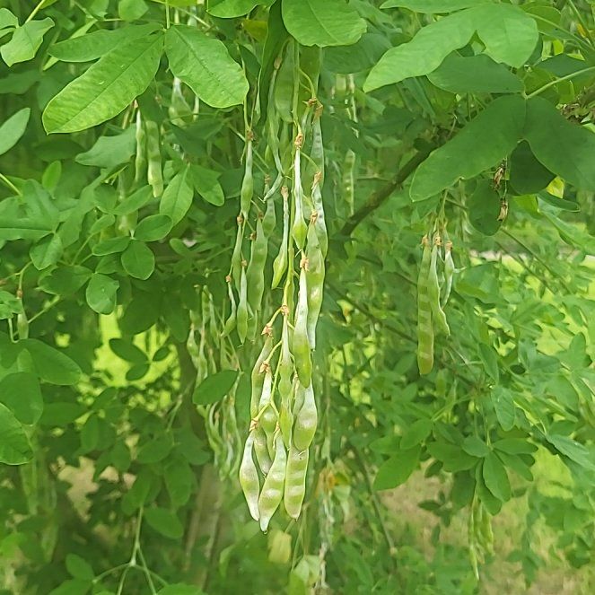 Photo of the plant species Common Laburnum by @BusyLilac79 named Homer on Greg, the plant care app
