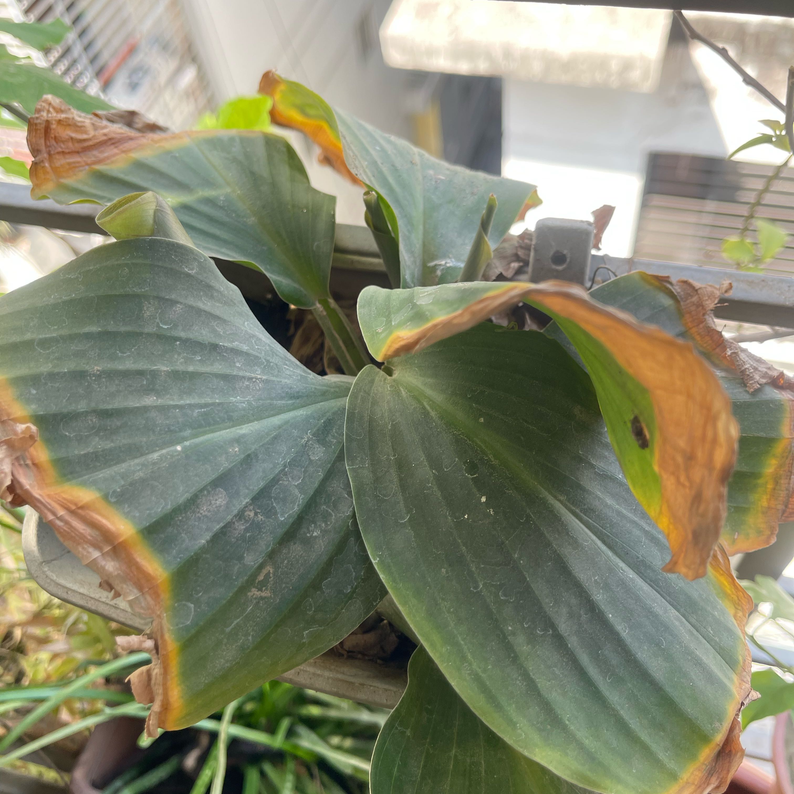 Photo of the plant species Kencur by @PurelyJade85 named Mochi on Greg, the plant care app