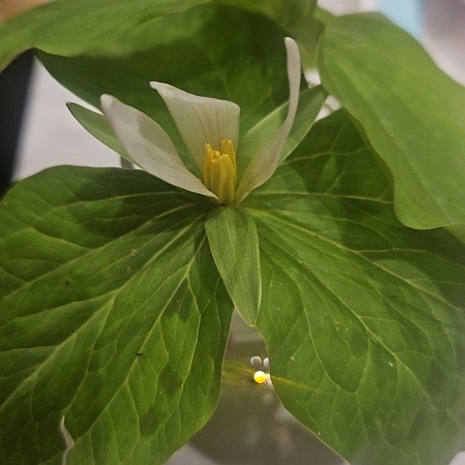 Photo of the plant species Pacific Trillium by @FabCuttings86 named Scarlett on Greg, the plant care app