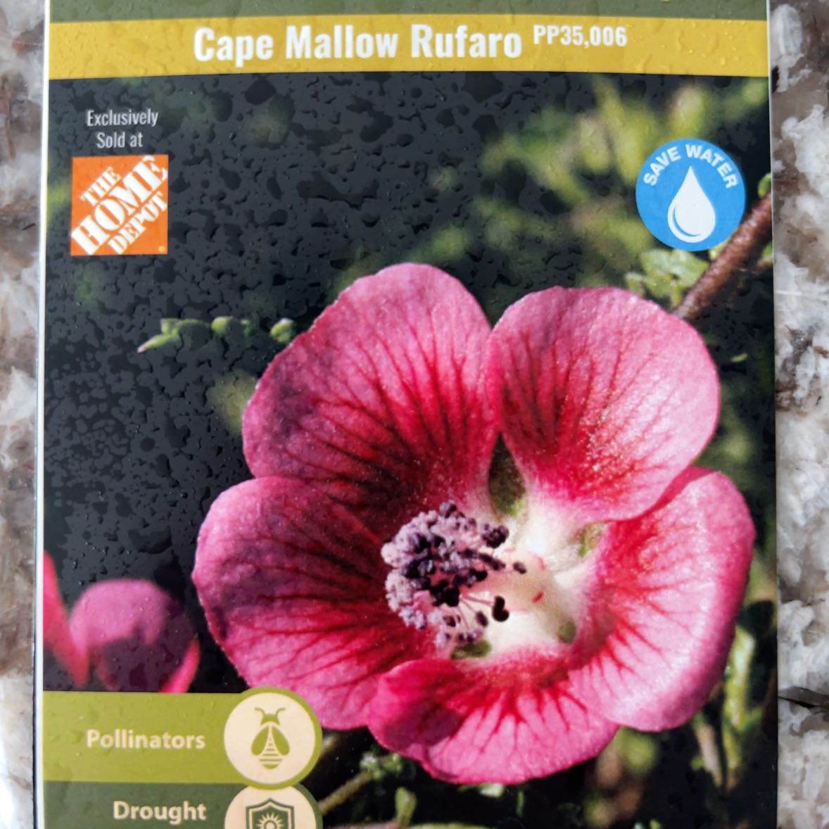 Photo of the plant species African mallow by @FineBlusher31 named Tortoise Chow on Greg, the plant care app
