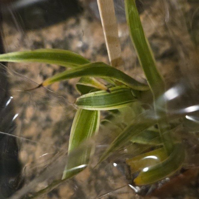 Photo of the plant species Easter Orchid by @FerventTomato63 named Surya on Greg, the plant care app