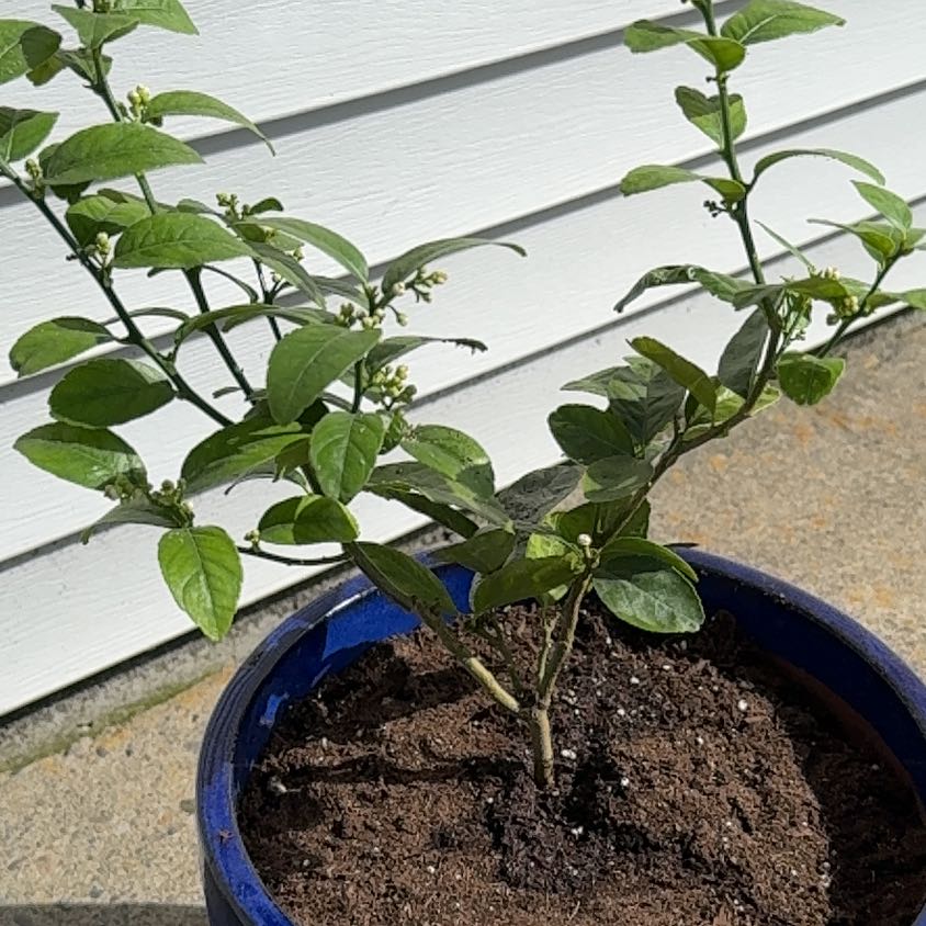 Photo of the plant species Dwarf Lemon Tree by @CozyMadeiravine named Dolores on Greg, the plant care app