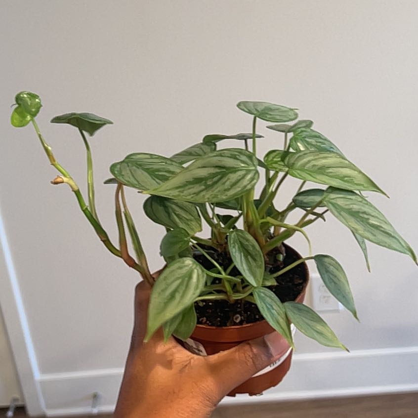 Photo of the plant species Philodendron sodiroi by @RelievedWychelm named Lumi on Greg, the plant care app